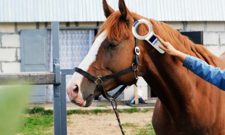 Atların Tanımlanması İçin RFID Denenecek