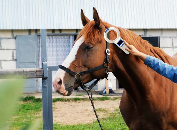 Atların tanımlanması için RFID 
